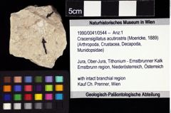 Foto (Objket + Etiketten) von Cracensigillatus acutirostris (Moericke, 1889) 